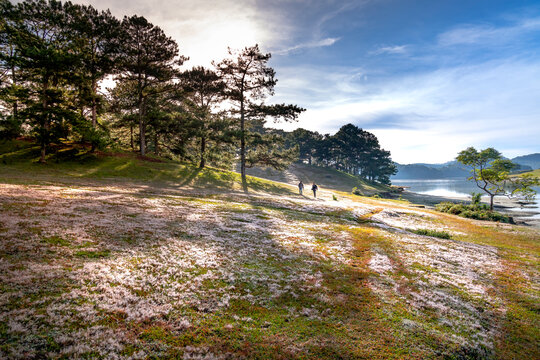 Beautiful landscape of Da lat in Viet Nam, pink grass hill contrast with green tree make the wonderful scene for DaLat tourism, sun rays, clouds, and fog