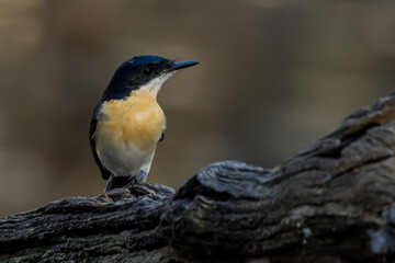 Restless Flycatcher in Victoria Australia