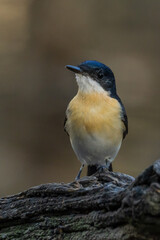 Restless Flycatcher in Victoria Australia