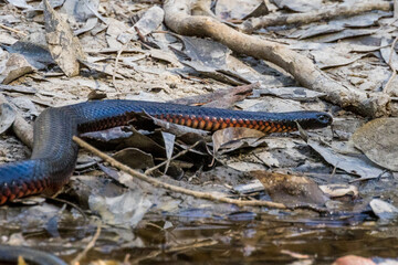 Red-bellied Black Snake in Victoria Australia