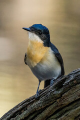 Restless Flycatcher in Victoria Australia