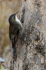 White-throated Treecreeper in Victoria Australia