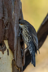 White-throated Treecreeper in Victoria Australia