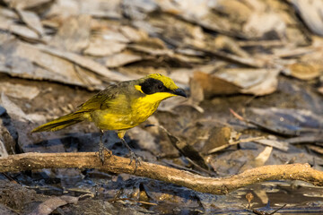 Yellow-tufted Honeyeater in Victoria, Australia
