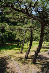 神代植物園、神代、植物園、公園、5月、花、日本、東京、植物、自然、バラ、ばら、薔薇、咲く、春、野外、空、青、ピンク、緑、ナチュラル、美しい、可愛い、可憐、綺麗、青空、晴れ、黒松、クロマツ、松、木