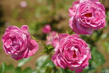 神代植物園、神代、植物園、公園、5月、花、日本、東京、植物、自然、バラ、ばら、薔薇、咲く、春、野外、空、青、ピンク、緑、ナチュラル、美しい、可愛い、可憐、綺麗、青空、晴れ、