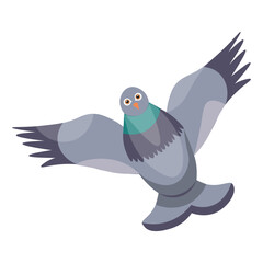 Flying grey pigeon on white background