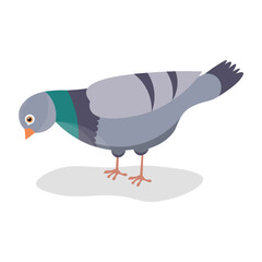 Grey pigeon on white background
