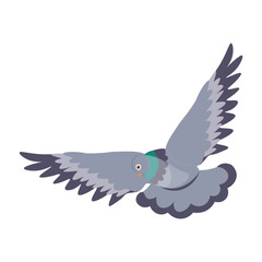 Flying grey pigeon on white background