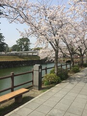 桜