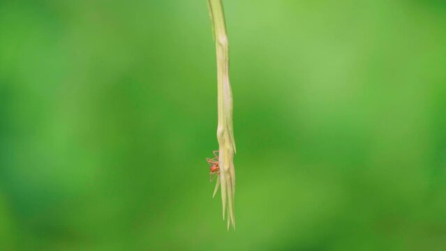 Red ant climbs on a branch and leaves with blur nature background. Handheld Videos