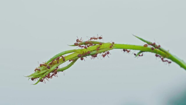 Red ant climbs on a branch and leaves with blur nature background. Handheld Videos