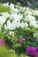 White bougainvillea flower