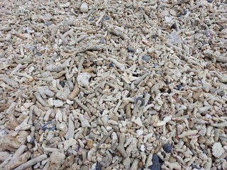 Coral reef on the beach