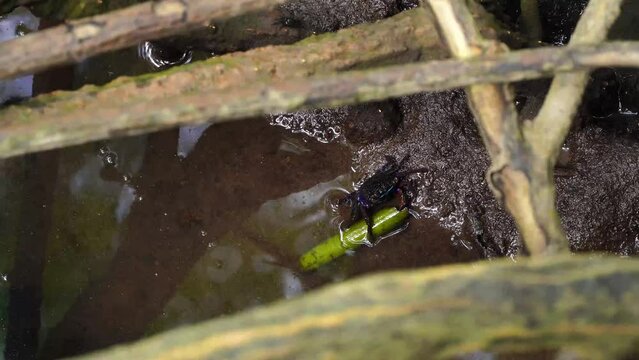 Mangrove crabs(Sesarma mederi), Crabs that live in mangrove forests walking for food at low tide.