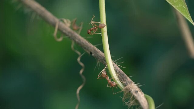 Red ant climbs on a branch and leaves with blur nature background. Handheld Videos