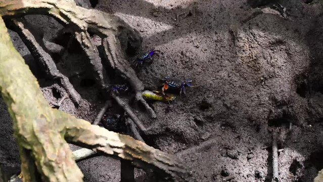 Mangrove crabs(Sesarma mederi), Crabs that live in mangrove forests walking for food at low tide.