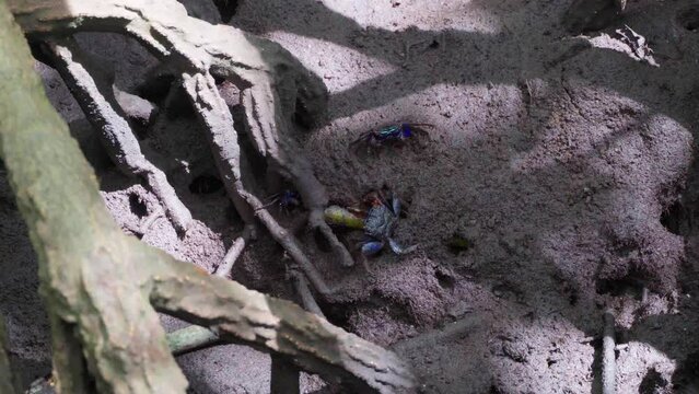 Mangrove crabs(Sesarma mederi), Crabs that live in mangrove forests walking for food at low tide.