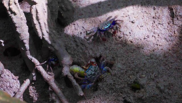 Mangrove crabs(Sesarma mederi), Crabs that live in mangrove forests walking for food at low tide.