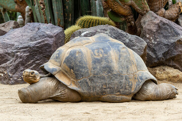 Galapagos Tortoise in Captive Zoo environment