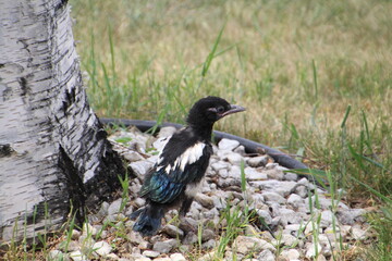 Baby Magpie