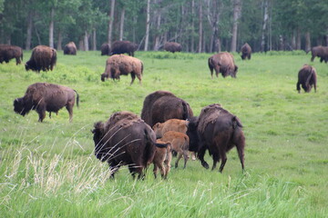 bison grazing in the field