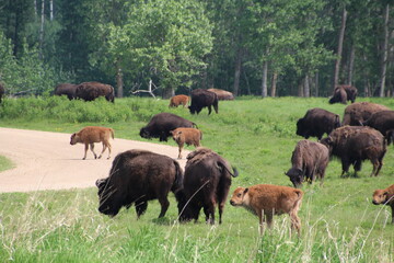 herd of buffalo