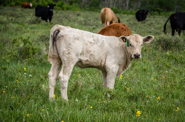 A white Charolais calf standing in a pasture in Cypress Hills Interprovincial Park