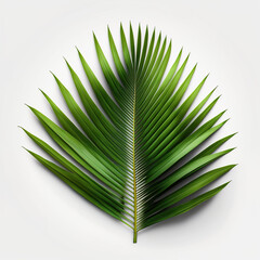 Fototapeta premium coconut palm leaf isolated for object and retouch design