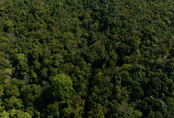 aerial view of dark green forest Abundant natural ecosystems of rainforest. Concept of nature ...