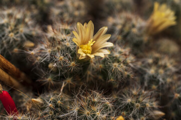 yellow flowers on a cactus