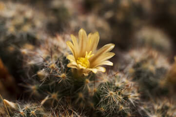 yellow flowers on a cactus