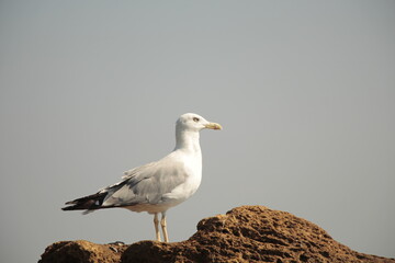 seagull on the beach