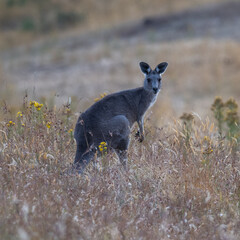 Kangaroo in the grass