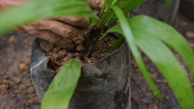 Palm oil farmer hands grab tree seedlings in a nursery