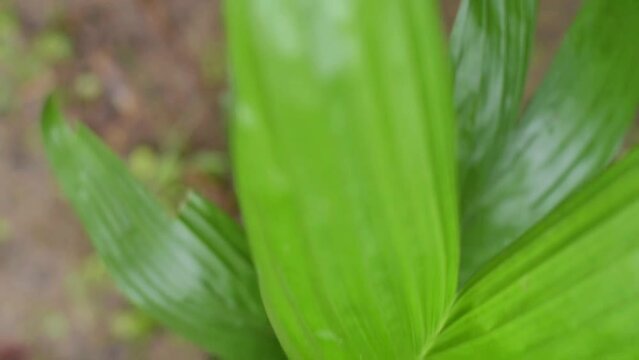 Flat lay of Palm oil seedlings on nursery