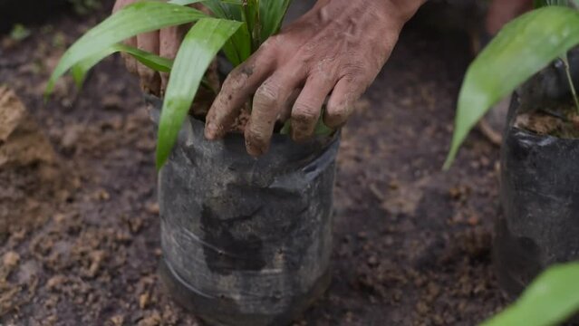 Palm oil farmer hands grab tree seedlings in a nursery
