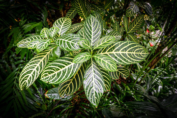 leaf texture vignette