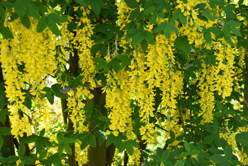 Yellow colored wisteria, Ashikaga, Tochigi, Japan