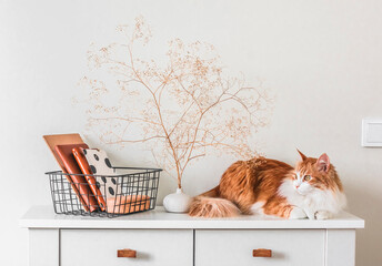 A red cat on a white chest of drawers next to a basket and decor in the living room. Scandinavian style interior home