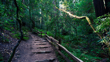 Obraz premium stairs in the forest