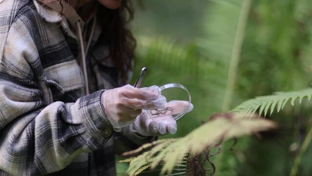 In a forest area, an ecologist takes plant samples and puts them in a container for research in a laboratory. Environment and ecosystem concept. Biology activist.