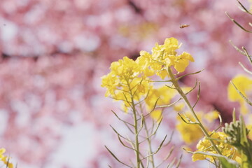 flowers in spring