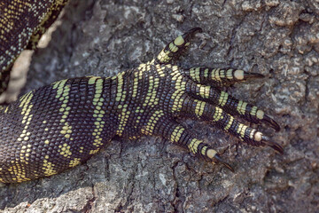 A big lizard palm close up view