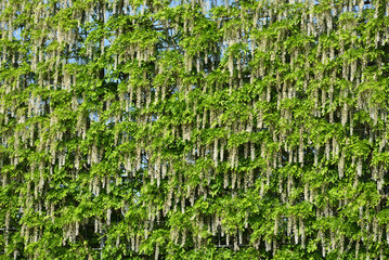 wisteria blossom, Ashikaga, Tochigi, Japan