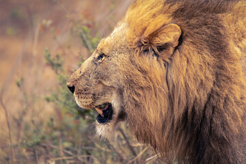 Fototapeta na wymiar Lion with mane walking through the bush in Kruger National Park