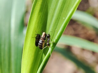 macro photo of leafhoppers and ants.