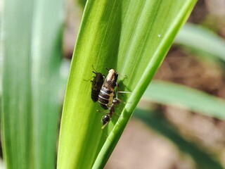 macro photo of leafhoppers and ants.
