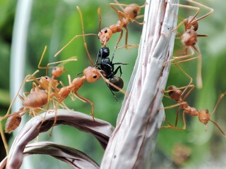 weaver ants are preying on other ants.