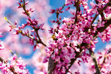 blossom in spring